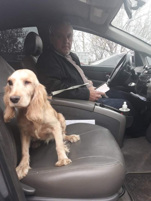 კოკერსპანიელი დეიზი