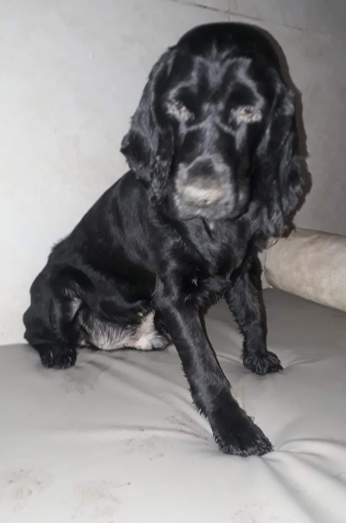 კოკერსპანიელი ბუბუ