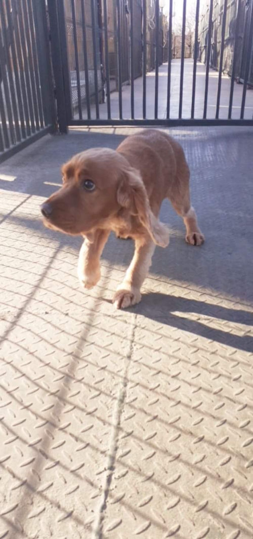 კოკერსპანიელი ბუბუ