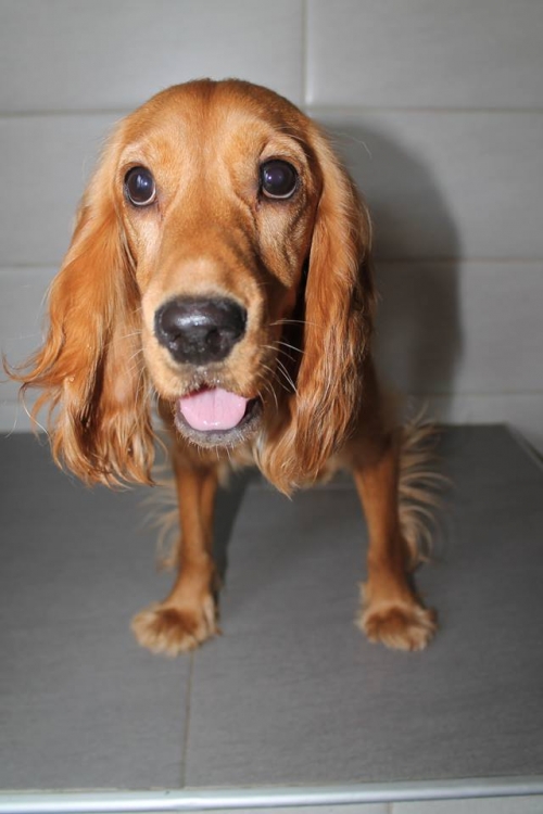 კოკერსპანიელი უსახელო