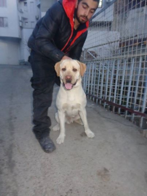 ლაბრადორი უსახელო