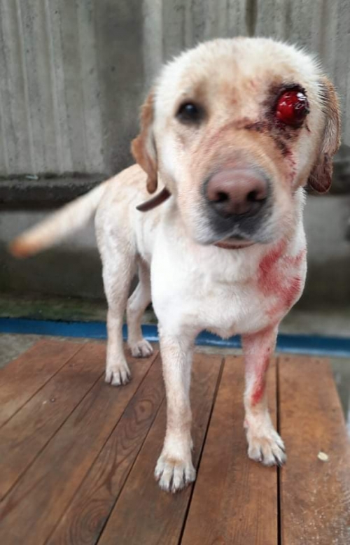 ლაბრადორი ტობასი