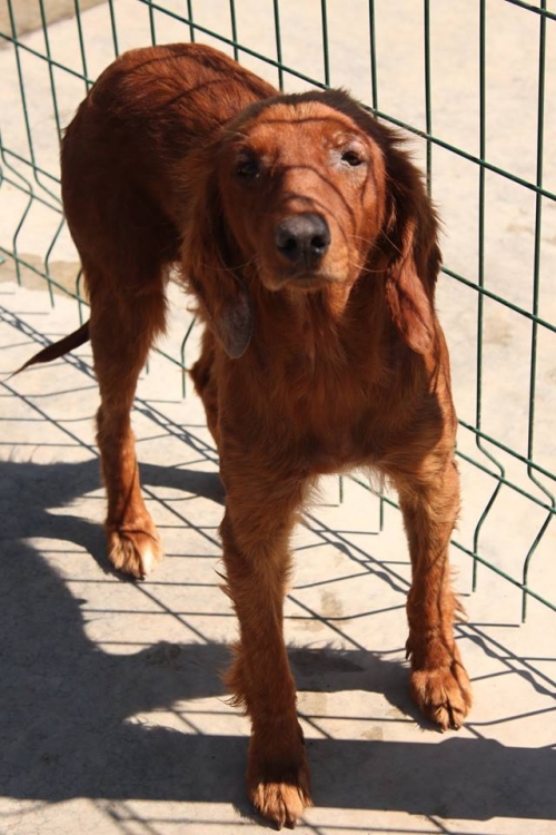 სეტერი უსახელო