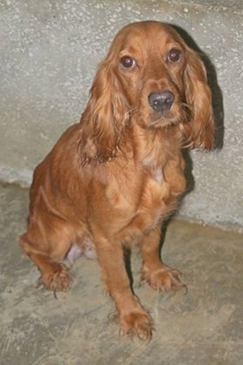 კოკერსპანიელი ლაკი