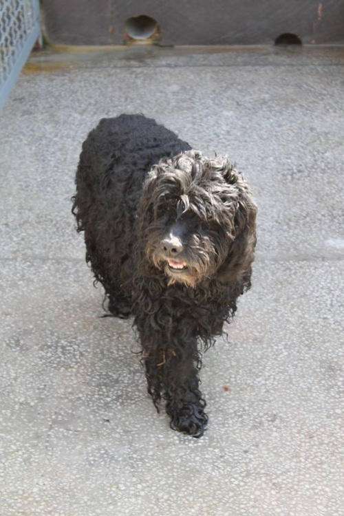 პუდელი უსახელო