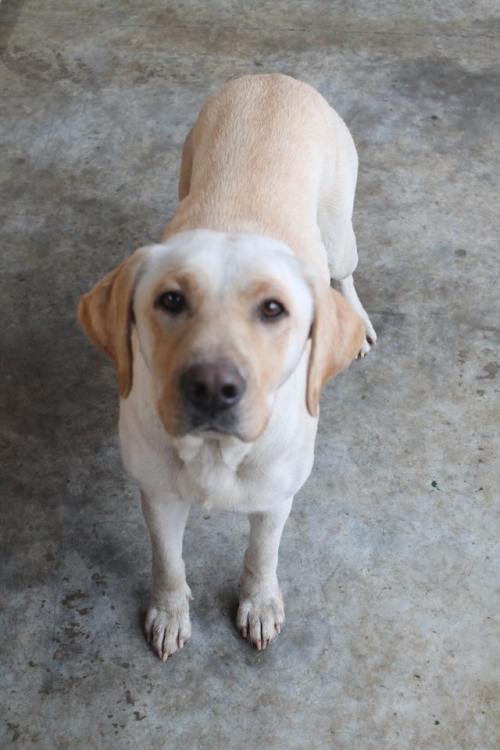 ლაბრადორი უსახელო