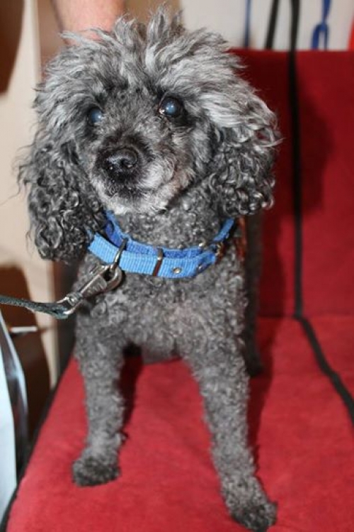 პუდელი ჯული