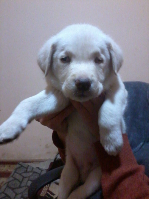 ლაბრადორი უსახელო