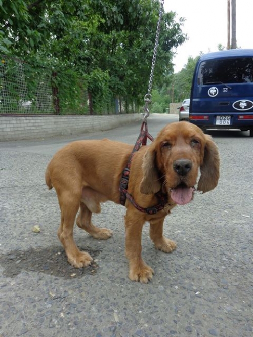 კოკერსპანიელი უსახელო