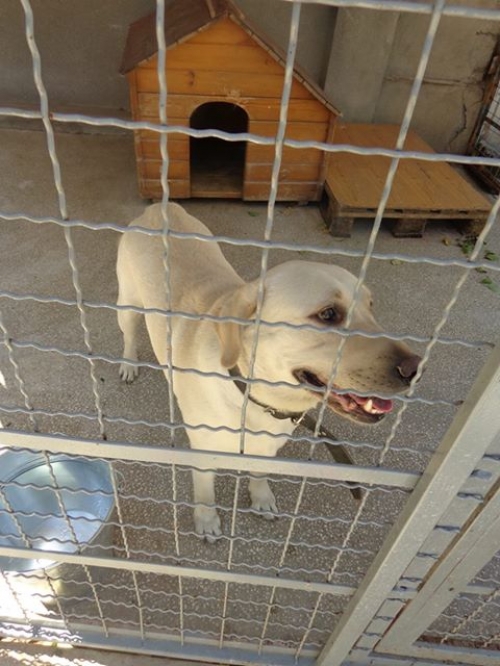 ლაბრადორი პეპე