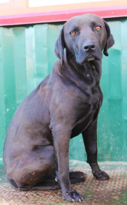 ლაბრადორი უსახელო