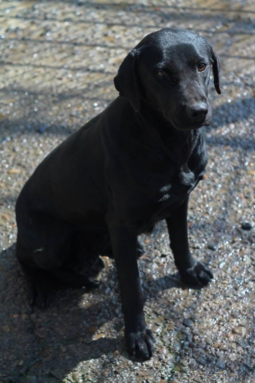 ლაბრადორი ლედი