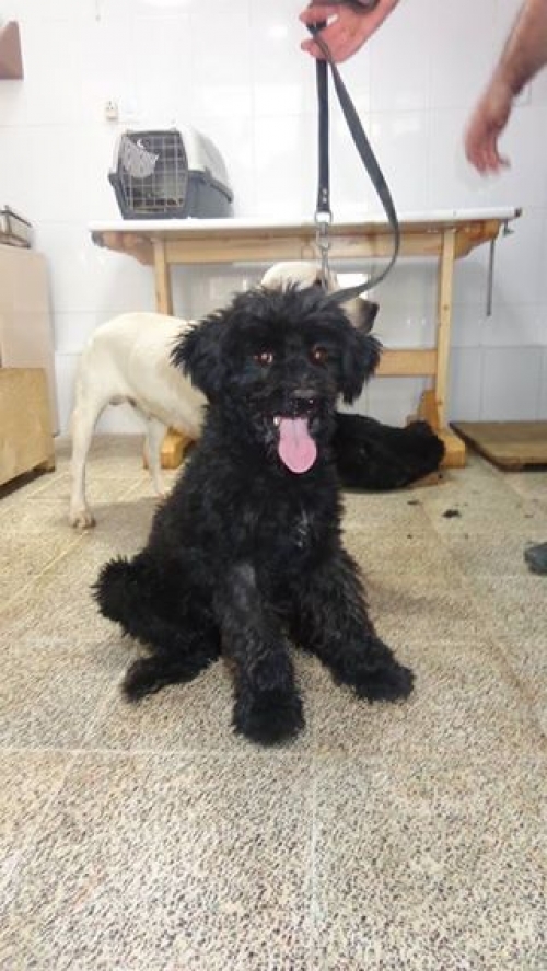 პუდელი უცნობი