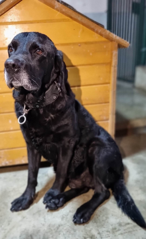 ლაბრადორი გადმოყვანილია მუნიციპალური თავშესაფრიდან