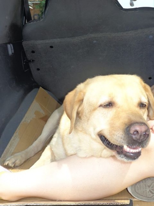 ლაბრადორი უსახელო