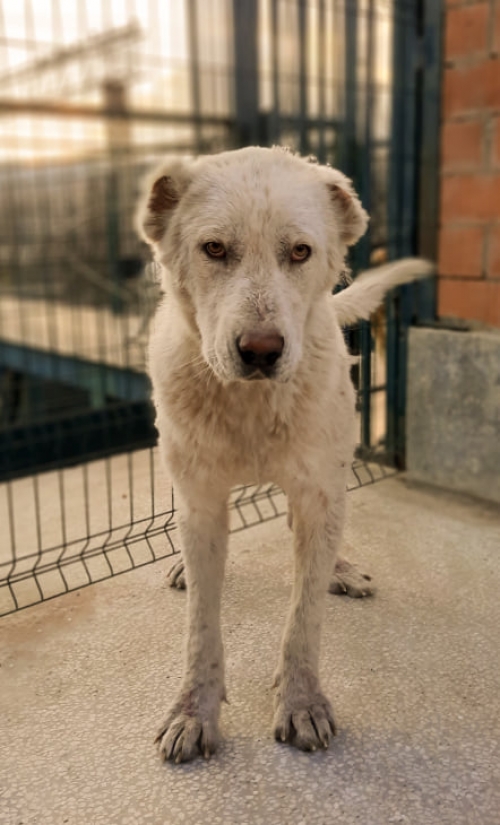 კავკასიური ნაგაზი თბილისი მოლი