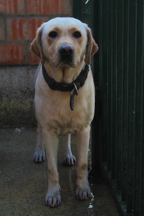 ლაბრადორი ჯესი