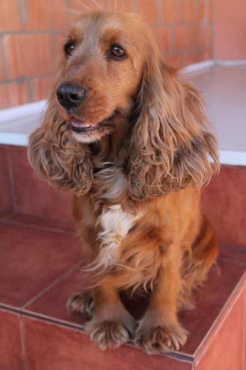 კოკერსპანიელი უსახელო