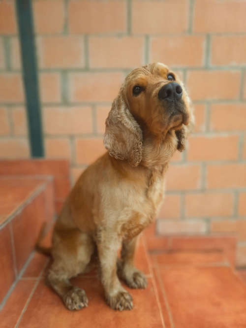 კოკერსპანიელი მოსკოვის პროსპექტი