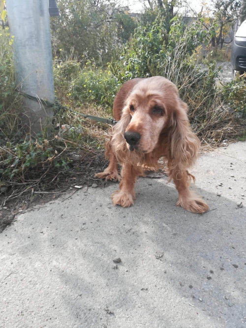 კოკერსპანიელი უსახელო