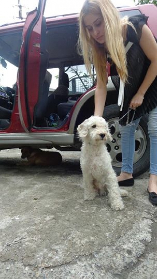 პუდელი დობი