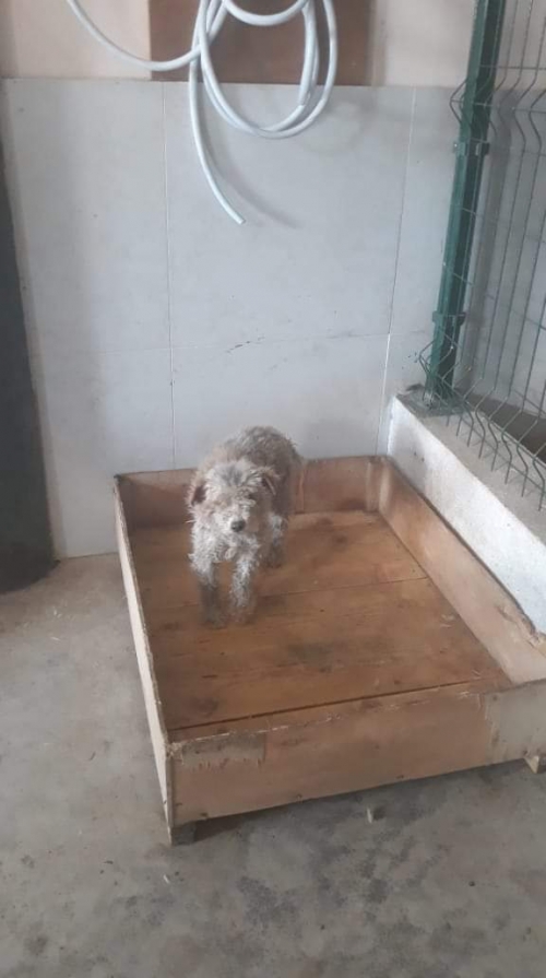 პუდელი უსახელო