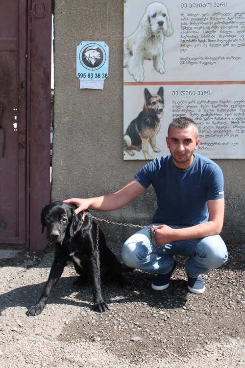 ლაბრადორი ბენი