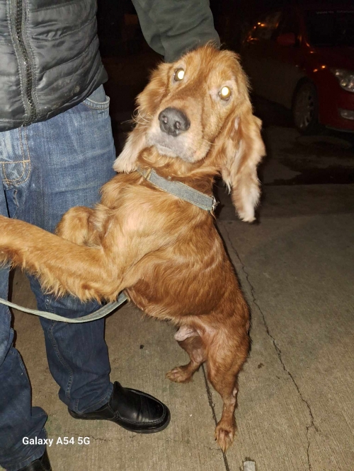 კოკერსპანიელი აფრიკა