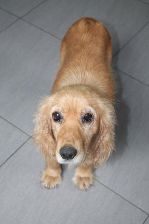 კოკერსპანიელი უსახელო