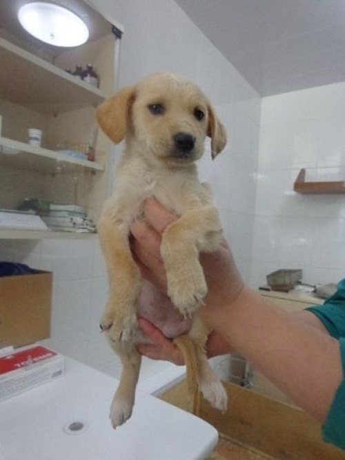 ლაბრადორი უსახელო