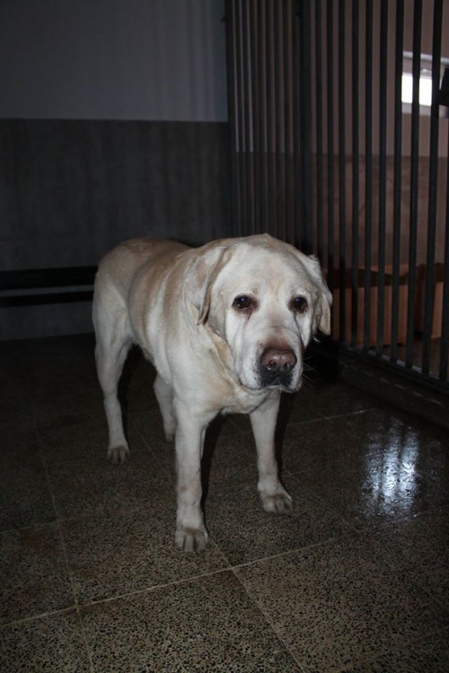 ლაბრადორი უსახელო