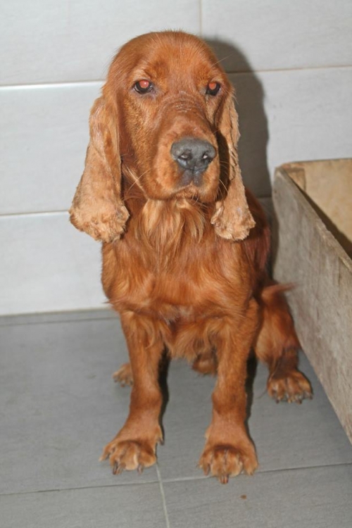 კოკერსპანიელი უსახელო