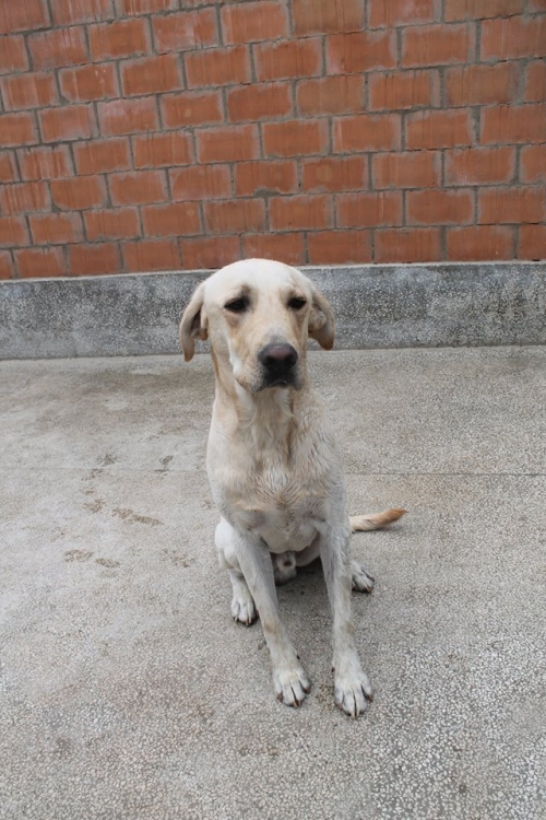 ლაბრადორი უსახელო