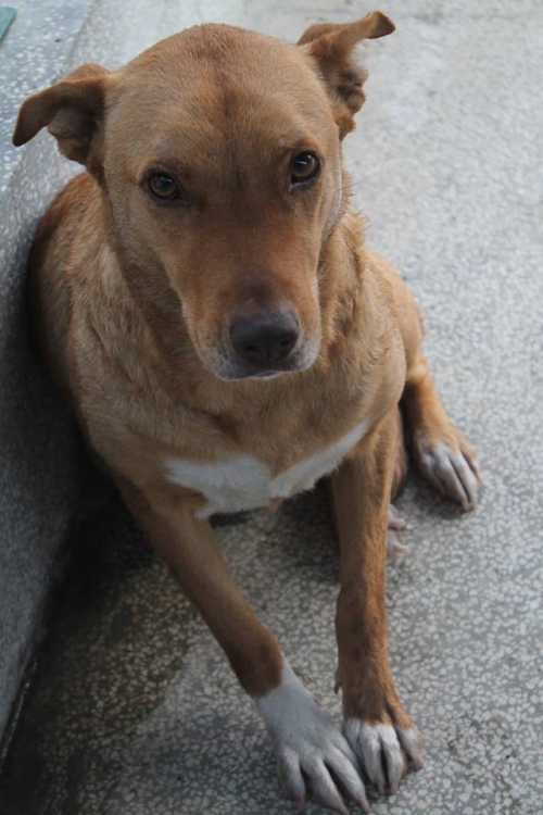 პიტბულის მეტისი ჯესი