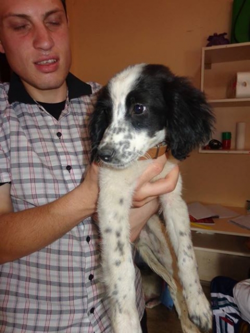 სეტერი ყურშა