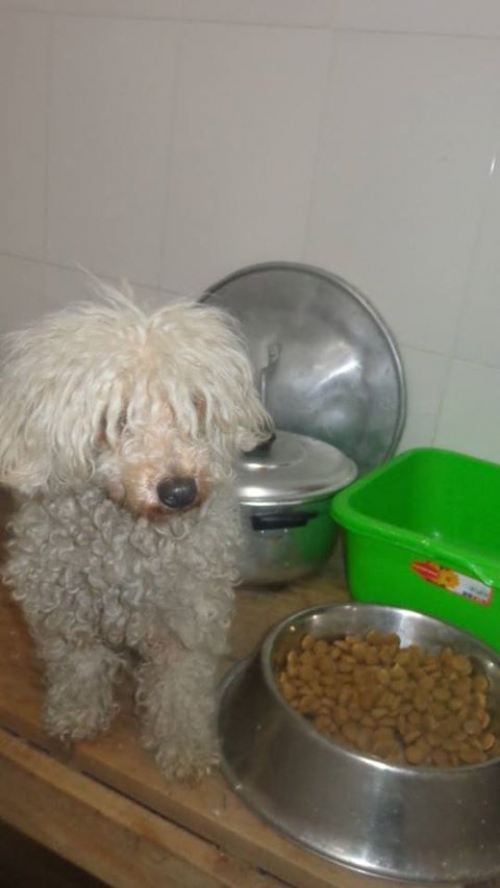 პუდელი უსახელო