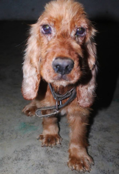 კოკერსპანიელი უსახელო