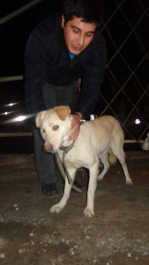 ლაბრადორი ბუბუ