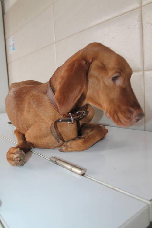 უნგრული ვიჟლა ჯესი