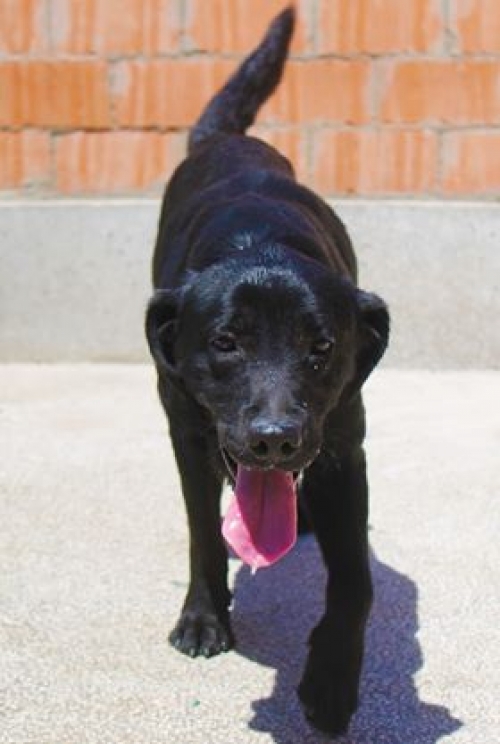 ლაბრადორი პელე