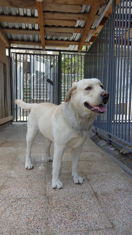 ლაბრადორი უსახელო