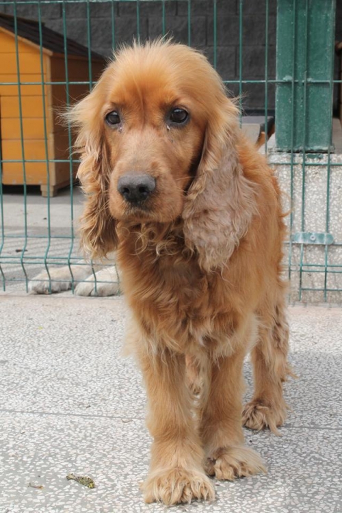 კოკერსპანიელი ბობი