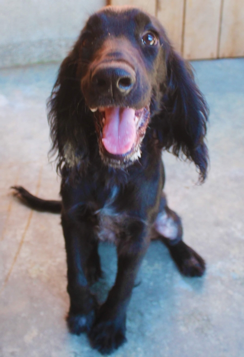 კოკერსპანიელი რექსი