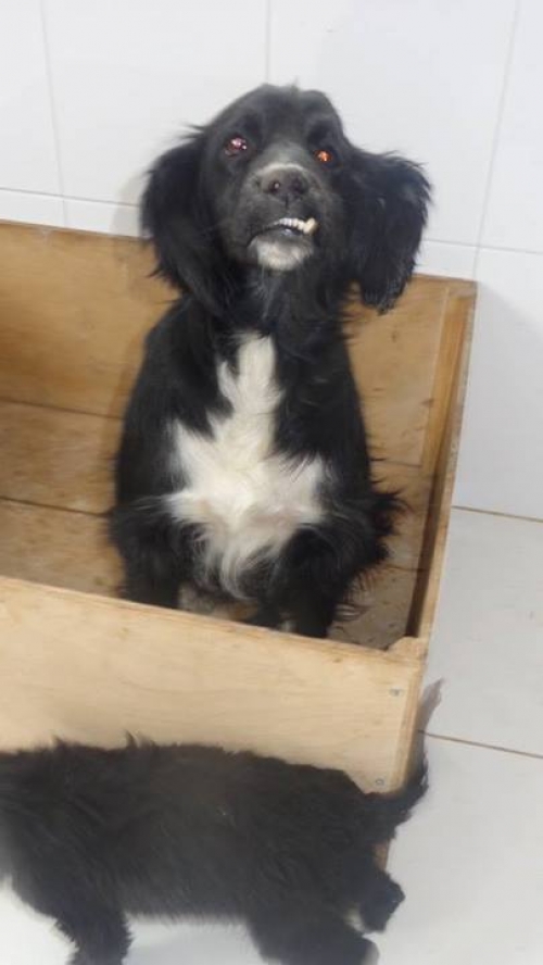 კოკერსპანიელი ჩორნა