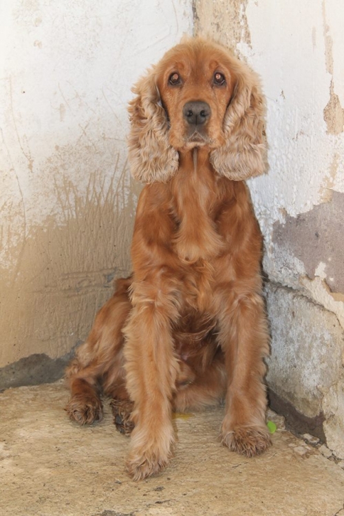 კოკერსპანიელი კოკი