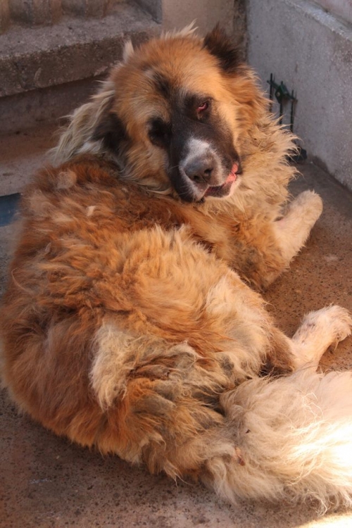 კავკასიური ნაგაზი დიმა