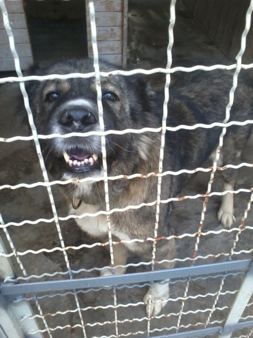 კავკასიური ნაგაზი ბომბორა