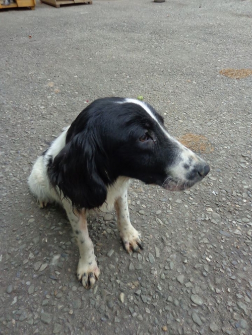 კოკერსპანიელი კოკი