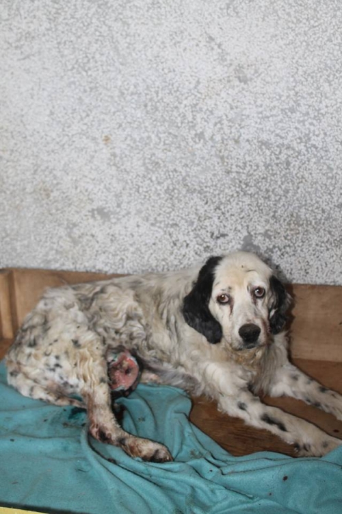 სეტერი ჯეკა