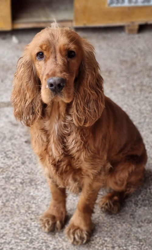 კოკერსპანიელი კახეთის გზატკეცილი